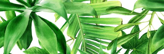 Dekor Garden Tropic B 75x25 Ceramica Bianca
